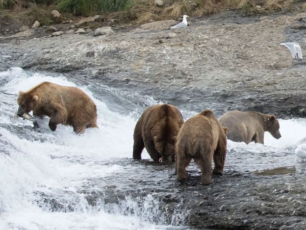 McNeil River Bears
