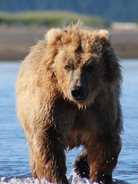 alaska bear tours homer